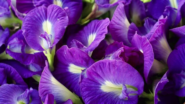 Beautiful blue and purple butterfly pea flowers rotating in slow motion, closeup