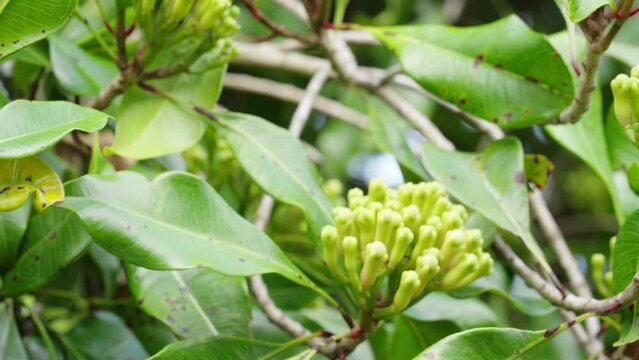 Dolly, fresh clove buds, leaves, and stems growing on tree, cultivate spice