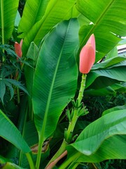 tropical flower