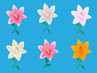 ユリの花のセット