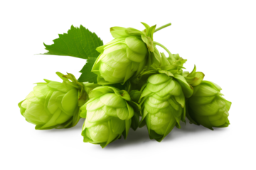 Green hops isolated on a transparent background, Generative AI