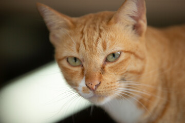 Orange cat close-up portrait, selective focus, shallow depth of field.