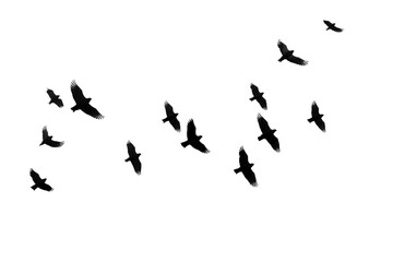 Obraz premium flock of silhouettes of bird illustration on photography, transparent background, Generative AI