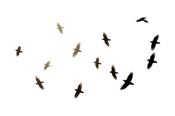 Obraz premium flock of silhouettes of bird illustration on photography, transparent background, Generative AI