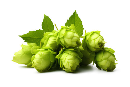 Green hops isolated on a transparent background, Generative AI