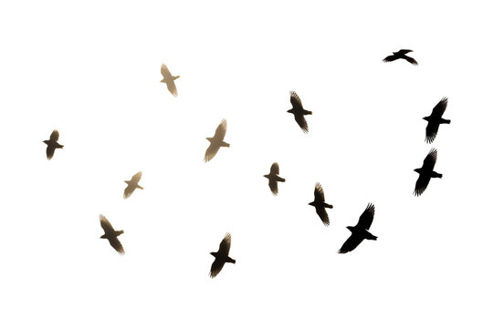 flock of silhouettes of bird illustration on photography, transparent background, Generative AI