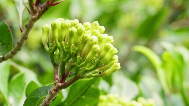 Closeup, static, clove buds aromatic flower buds of tree Myrtaceae, maluku