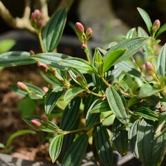 Fototapeta premium Tibouchina semidecandra or Princess Flower tree