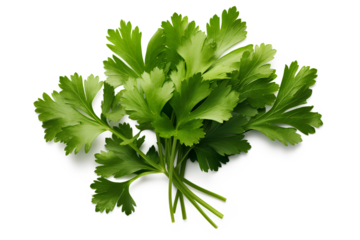Fresh parsley isolated on transparent background, Generative AI