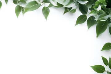 Fototapeta premium Green leaves on a white surface on a transparent background, generative ai