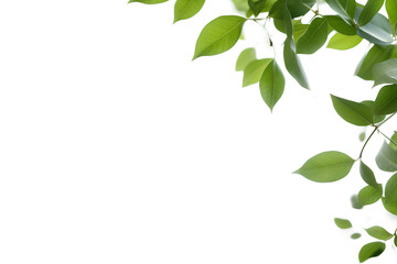 Fototapeta na wymiar Green leaves on a white surface on a transparent background, generative ai