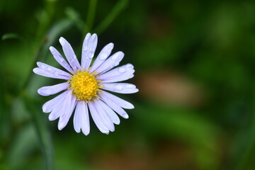 Obraz premium daisy in the garden