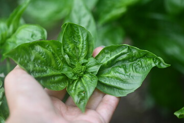 hand holding basil