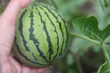 watermelon on the farm