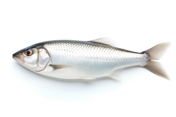 Obraz premium One Fresh Sea Fish Isolated on a Transparent Background, Generative AI