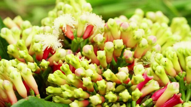 fresh clove bud used in cuisine, kretek, essential oil, flavor and fragrances