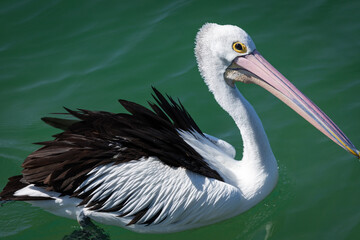 Australasian Pelican on the Lake