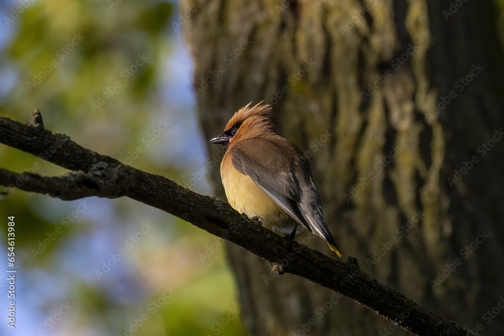 Canvas Prints Cedar waxwing (Bombycilla cedrorum)  on a tree