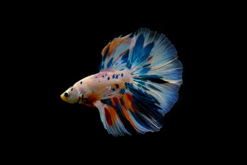 Betta fish Fancy Nemo Blue Marble Halfmoon fighting fish from Thailand, Siamese fighting fish on...