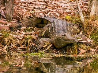 Freshwater Crocodile in Queensland Australia