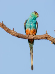 Golden-shouldered Parrot in Queensland Australia