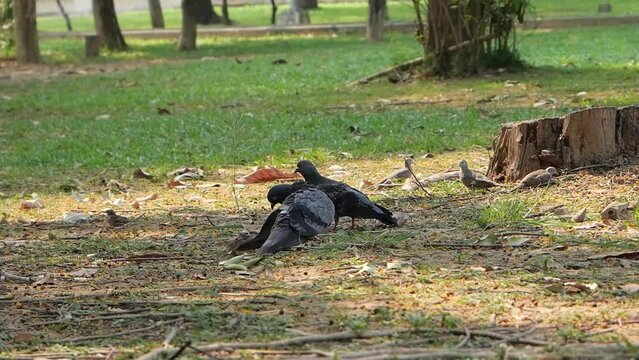 Two pigeons walking and eating on the grass at the park.