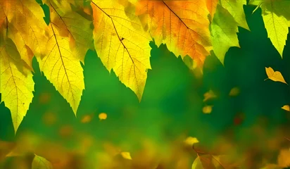 Gardinen Autumn background with yellow maple leaves on green bokeh background © anamulhaqueanik