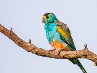 Golden-shouldered Parrot in Queensland Australia