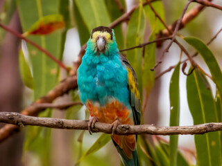 Golden-shouldered Parrot in Queensland Australia