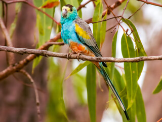 Golden-shouldered Parrot in Queensland Australia