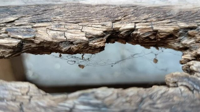 scary spider web blowing by wind on hollow wood