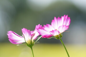 Fototapeta premium ピンクと白色の秋桜