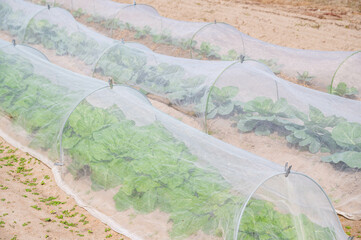 防虫ネットをかけた野菜畑
