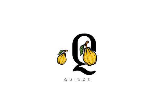 Yellow QUINCE FRUIT Vector, Great combination of Quince Fruit symbol with letter Q