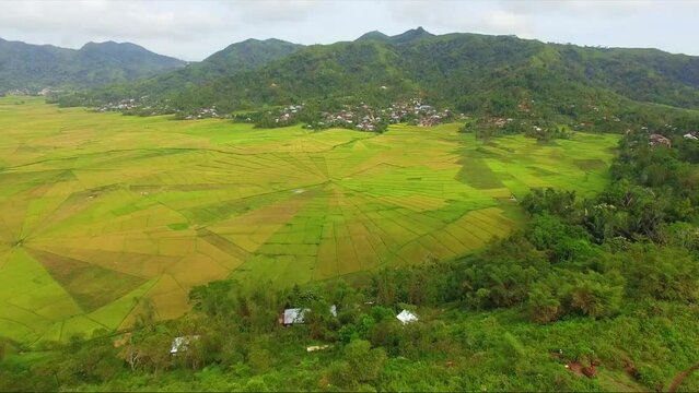Drone view at the spider web rice field in Cancar Ruteng in Indonesia. Beautiful rice field in the village