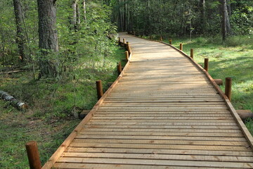 wooden bridge in forest