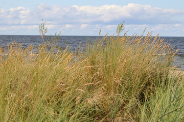 grass on the beach