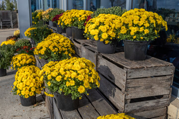 Group of potted blooming yellow chrysanthemums in sunny outdoor pots in a market setting.
