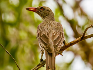 Olive-backed Oriole in Queensland Australia