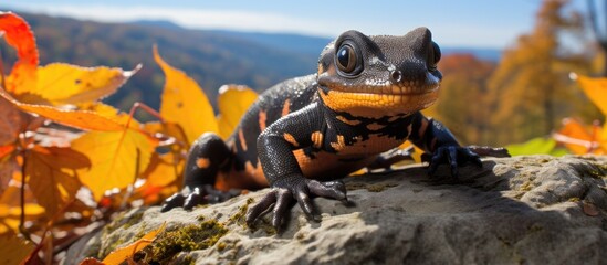 Salamander sunbathing in Shenandoah National Park Virginia USA