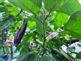Obraz premium eggplant in the garden, purple eggplant, a vegetable garden plant grow by organic farming. Green color of eggplant leaves.