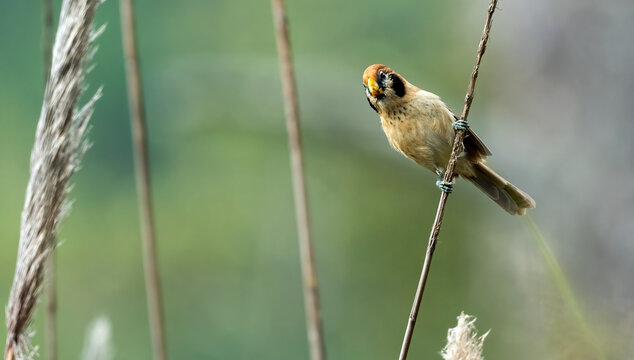 The spot-breasted parrotbill