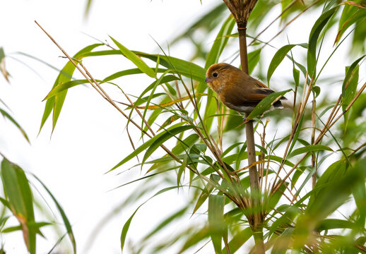 The fulvous parrotbill 