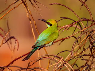 Rainbow Bee-eater in Queensland Australia