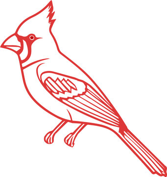 recommend clip art: Red northen cardinal drawing vector 