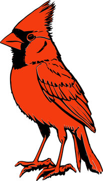 recommend clip art: Red northen cardinal drawing vector 