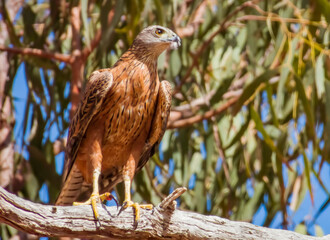 Red Goshawk in Queensland Australia
