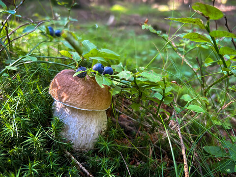 Beautiful still-life with edible mushroom boletus edulis and blueberries in moss
