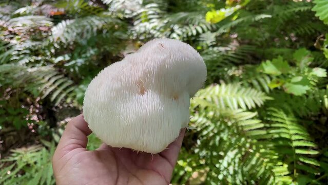 Lion's Mane mushroom on the hand in the autumn forest	
