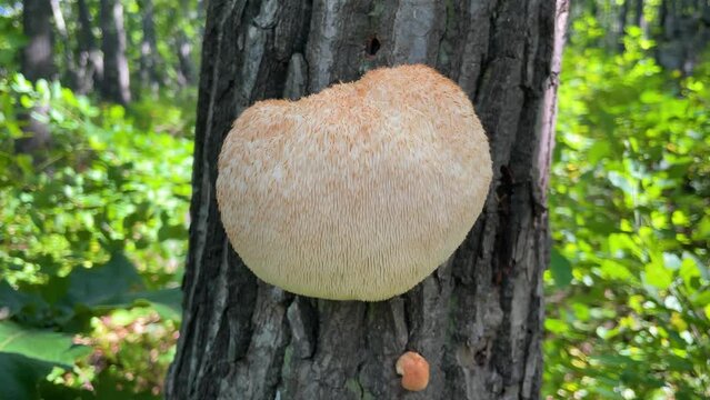 Lion's Mane mushroom on oak tree in the autumn forest. ( Hericium erinaceus )	